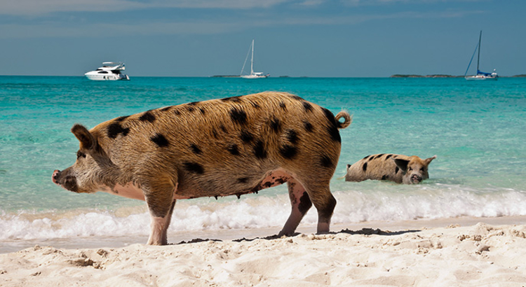 bahamas big mayor cay pig island schweine am strand foto iStock ksmith0808